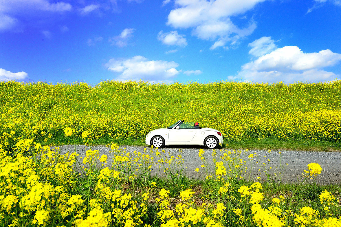 菜の花畑　車